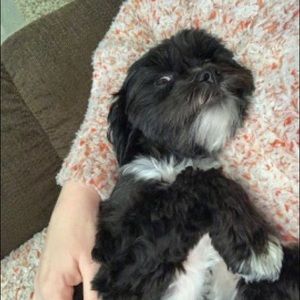 Meet your Posher, Tracey